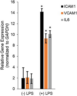 Increased Expression of lncRNA UCA1 and HULC Is Required for Pro-inflammatory Response During LPS Induced Sepsis in Endothelial Cells